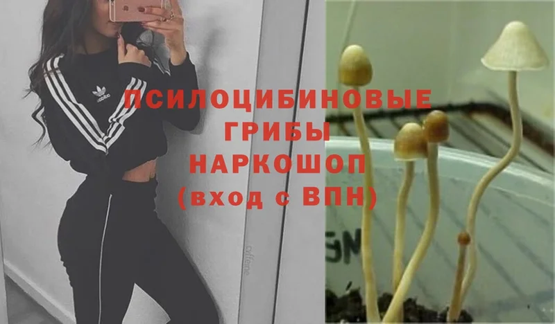 Псилоцибиновые грибы Psilocybe  продажа наркотиков  Курчатов 